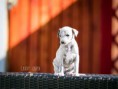 /album/fotogalerie-litter-c/dsc-9510-kopie-jpg/